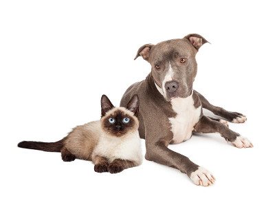 比特斗牛犬和暹罗猫