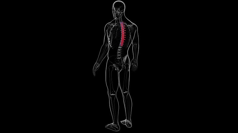 人体骨骼、脊柱、胸椎解剖学