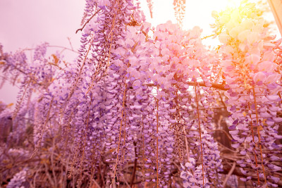 春日阳光明媚，花园里盛开的紫藤花