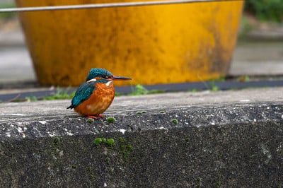 雌性普通翠鸟，alcedo atthis，栖息在河边的餐馆盆栽前，在城市的背景下，由于流感，人们的活