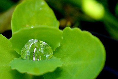 近距离拍摄秋水叶子，上面有雨滴