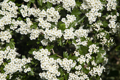 山楂,开花