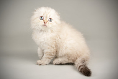 苏格兰折长毛猫