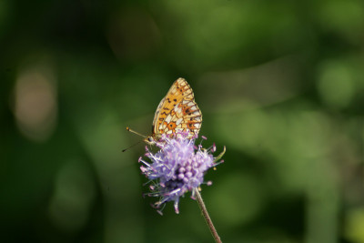 金雀花(金雀花)