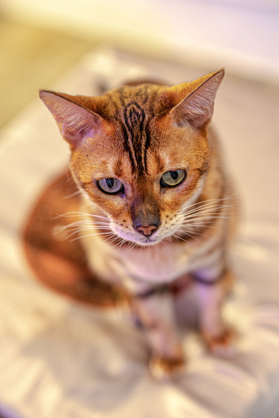 猫