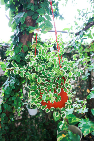 无花果，攀缘无花果或桑科或无花果