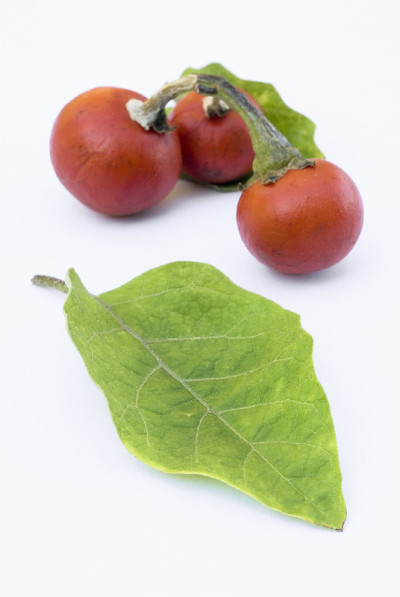食人的番茄 (Solanum uporo)