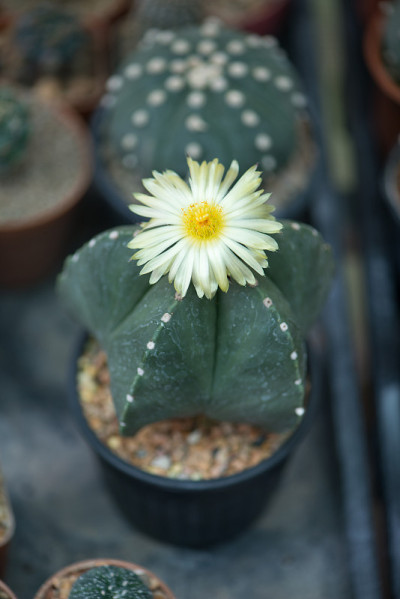 花在花园里