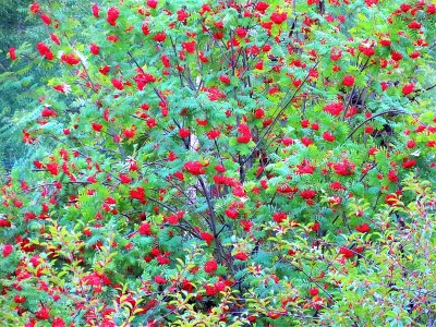 花楸树。