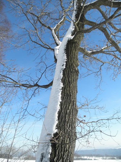 白雪皑皑的树干