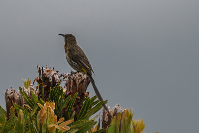 Sugarbird角;在桌山观鸟