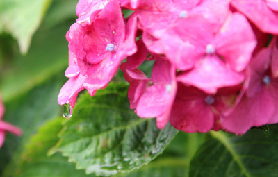 绣球花