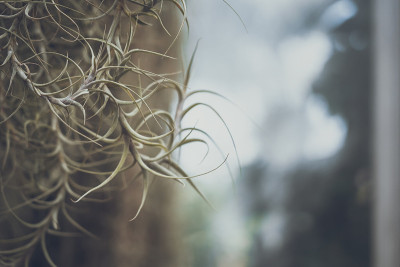 Tillandsia Ionantha的特写;复古风格。