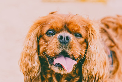 骑士国王查尔斯猎犬在沙滩上玩耍