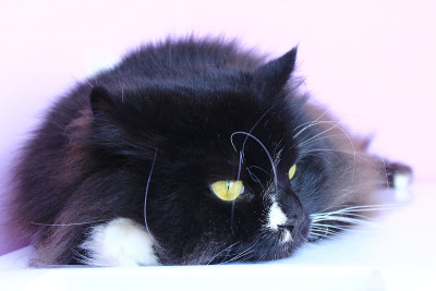 黑猫的口鼻