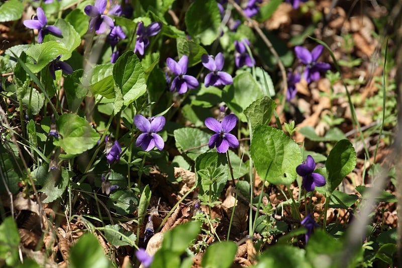 野生甜紫罗兰(Viola odorata)花的特写