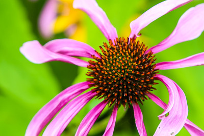 紫松果菊