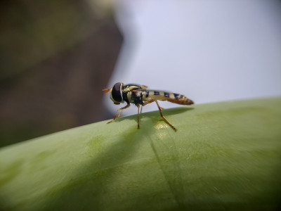 蜜蜂