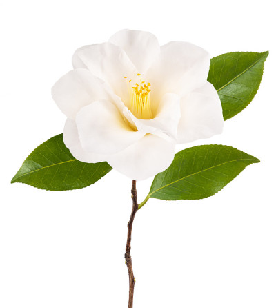 山茶花的枝条上有花