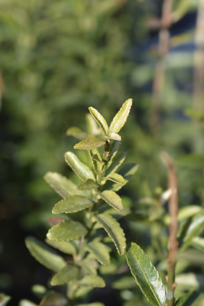 日本主轴Microphyllus