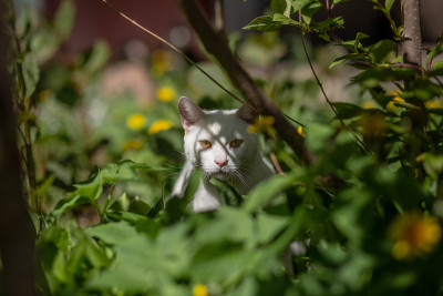 白色的家猫躲在草丛里准备狩猎