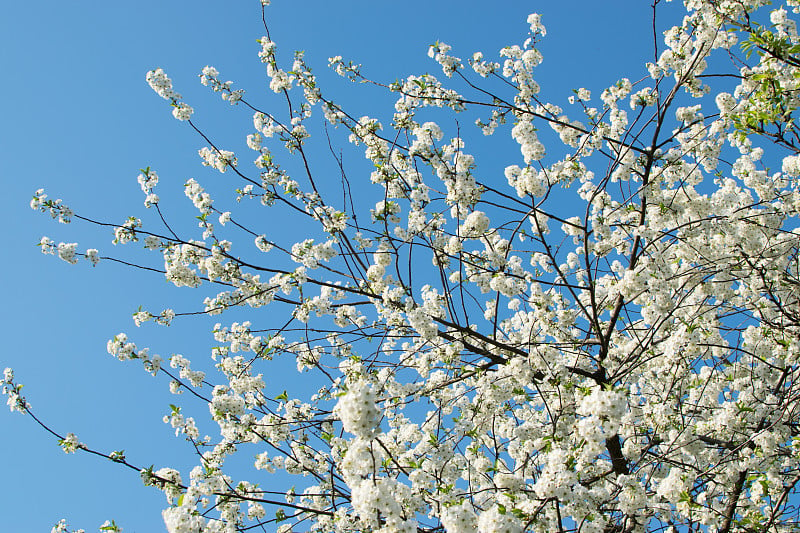 Beautiful Cherry Flowers in Spring Garden