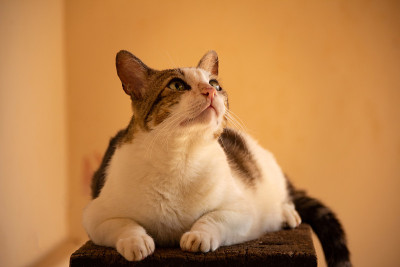 一只躺着的虎斑猫。