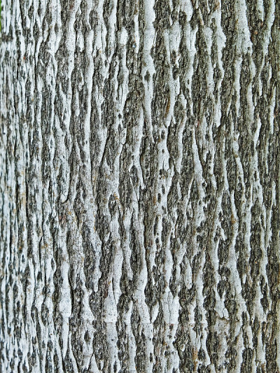 树皮纹理