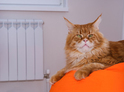 客厅里的一个大橙色豆袋上有一只姜红色缅因猫