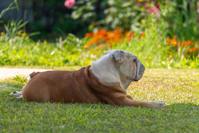 英国斗牛犬那只强壮的老狗，脸上带着平静的神情，在阴凉处晒太阳。在后面是明亮的灯光和模糊的背景