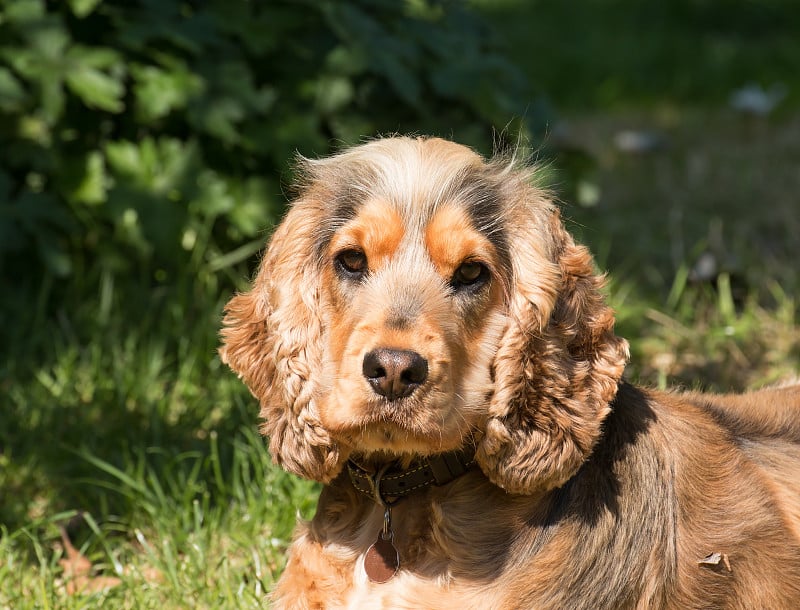 可卡犬看着相机