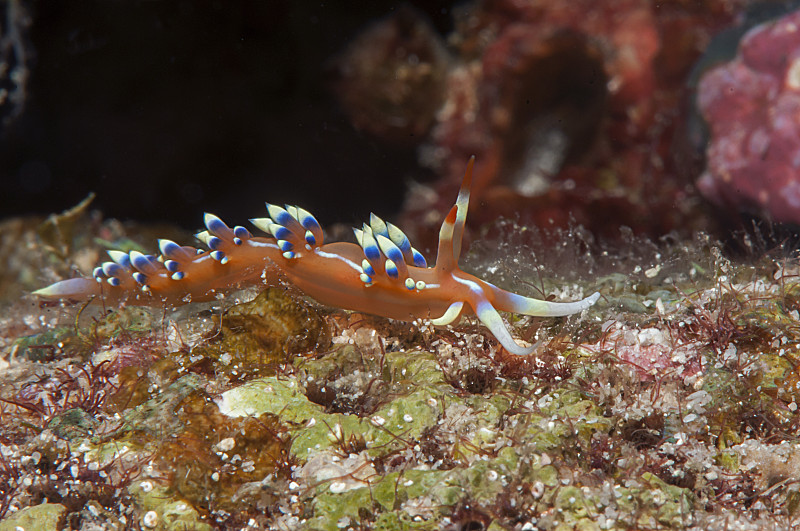裸鳃亚目动物,可取flabellina