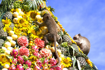 泰国的猴子自助餐节