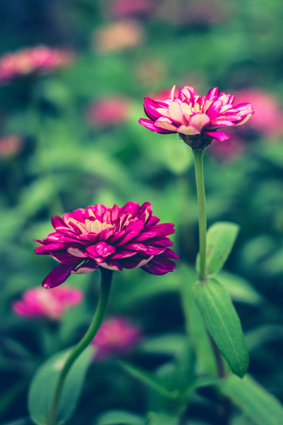 Zinnia花