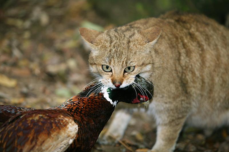 欧洲野猫，野野猫，成年野鸡