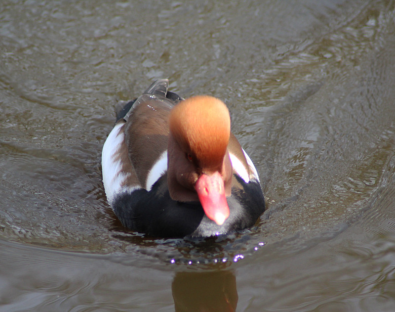 红冠潜鸭(Netta rufina)