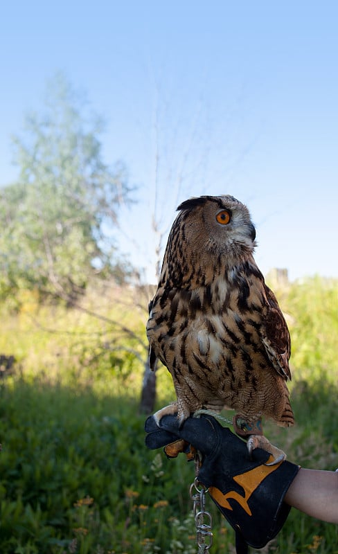 鹰鸮 (Bubo bubo)