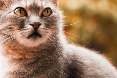 秋天的猫肖像与掠夺性的看