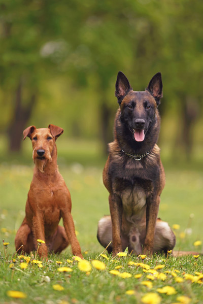 春天里，友好的年轻比利时牧羊犬马利诺斯和一只爱尔兰梗犬一起坐在户外的绿草地上