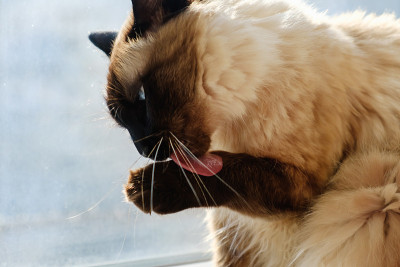 猫在窗台上擦擦爪子。孟加拉猫