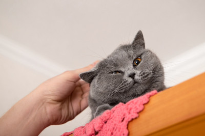 照顾一只家猫。梳理动物的皮毛英国短毛猫被梳理