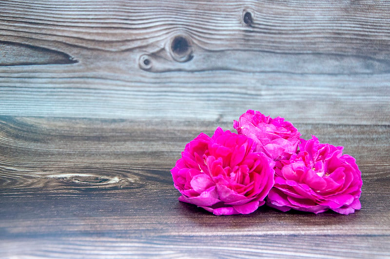 Vintage group of purple roses on grey wooden table