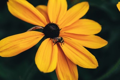蜜蜂
