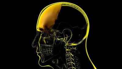 人体骨骼头骨额骨解剖学的医学概念