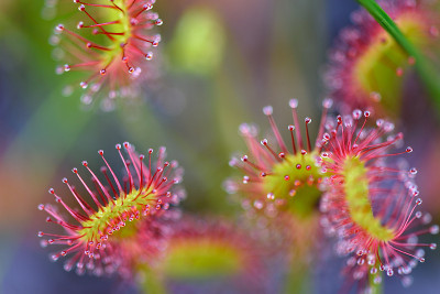 奥兹的高山植物(学名:Drosera rotundifolia)