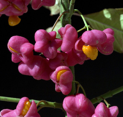 Euonymus, europaeus