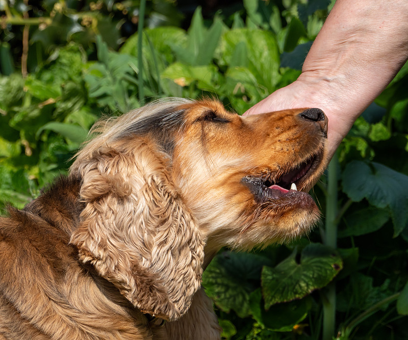 英国秀可卡犬被抚摸