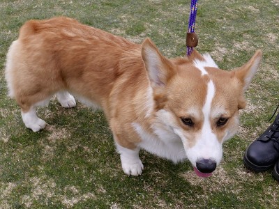 彭布罗克威尔士科基犬