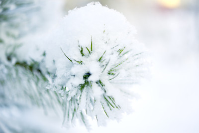 松雪