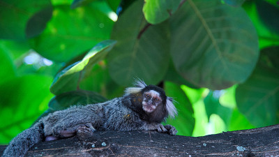 Mini-Monkey